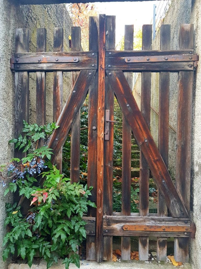 a wooden door, overgrown with green plants in front of a staircase